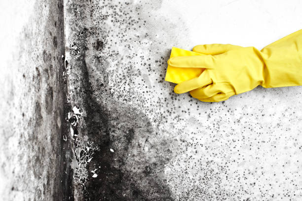 Best Fast Mold Removal  in Winchester, TN