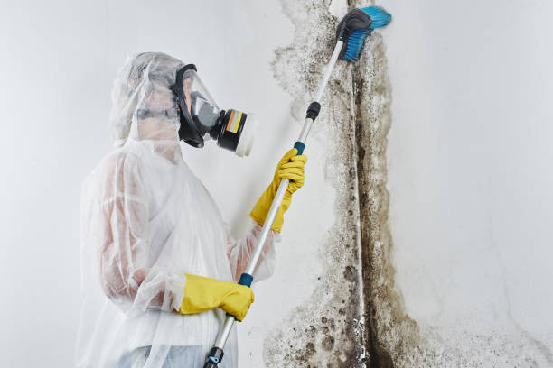 Best Professional Mold Removal  in Winchester, TN