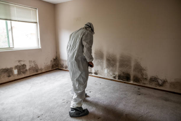 Attic Mold Removal in Winchester, TN