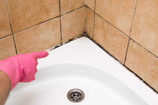 Best Best Mold Removal Companies  in Winchester, TN